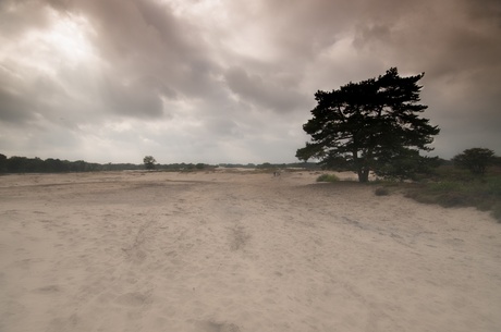 Zandverstuiving Zuiderheide