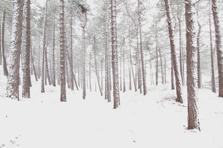 Kennemer duinen