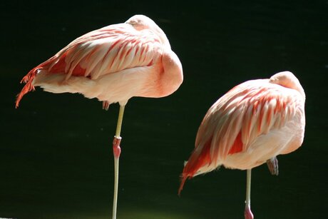 flamingo's