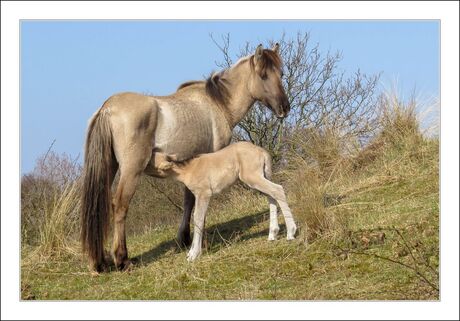 Konikpaarden