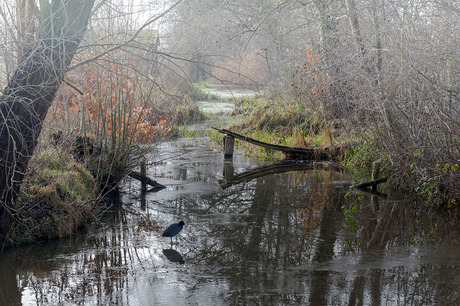 Nevel in de polder