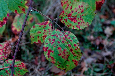 Herfst