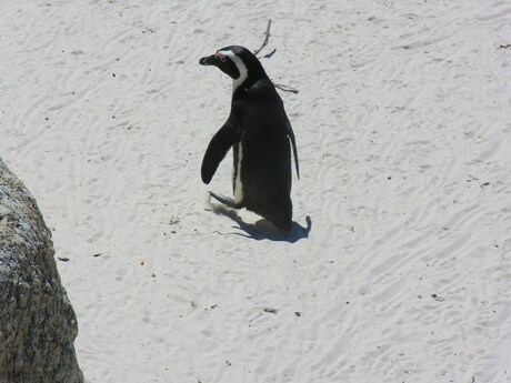 Pinguins at Bouldrs Beach I