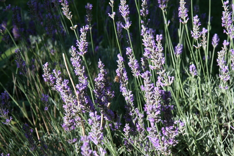 Lavendel in Frankrijk