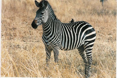 Zebra met gast