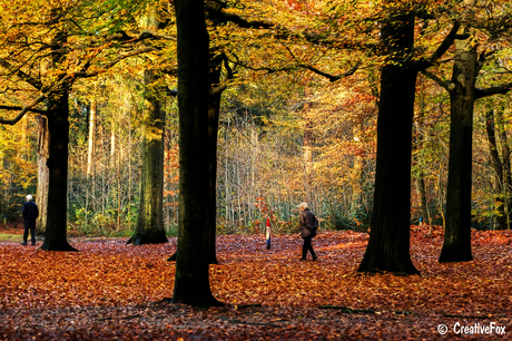 Baarnse Bos