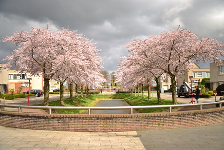 Bloesems in het dorp