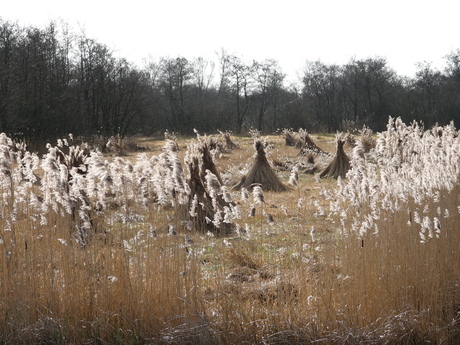 Riet en Schoven