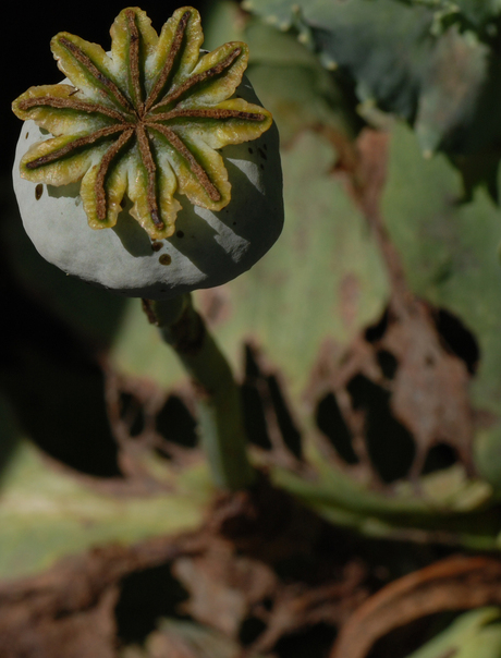 Eens was ik een bloem