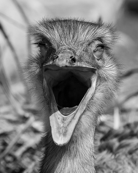 Jolige struisvogel