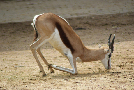 springbok