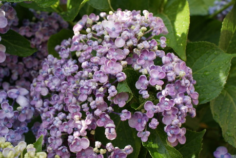 Hortensia