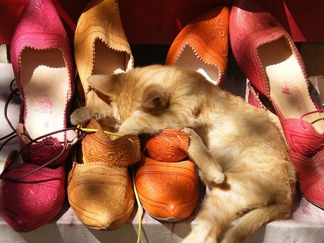 Fashion cat