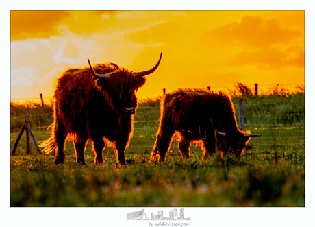 Schotse Hooglanders in tegenlicht