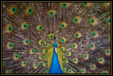 Mr Peacock