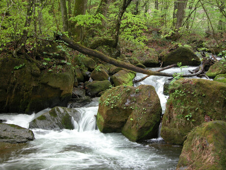 natuur