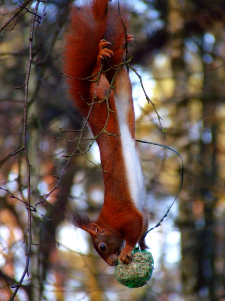 acrobatische eekhoorn