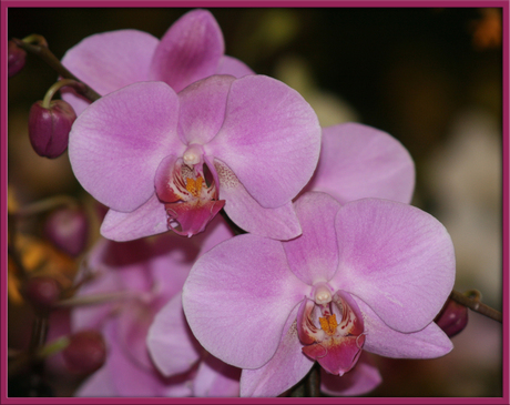 Orchids