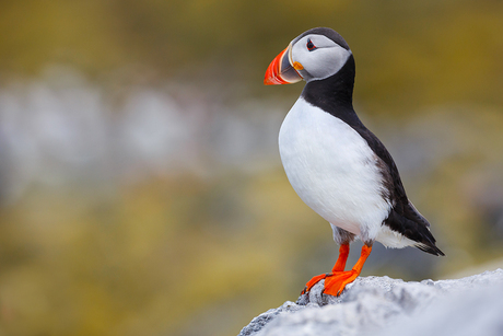 Farne Islands