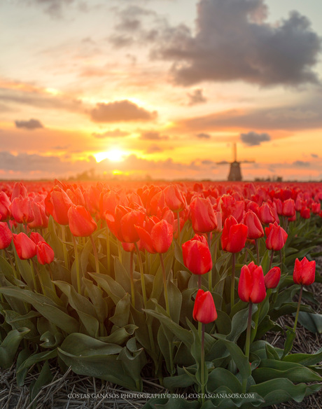 Sun kissed red tulips