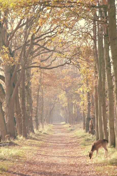 Amsterdamse waterleiding duinen