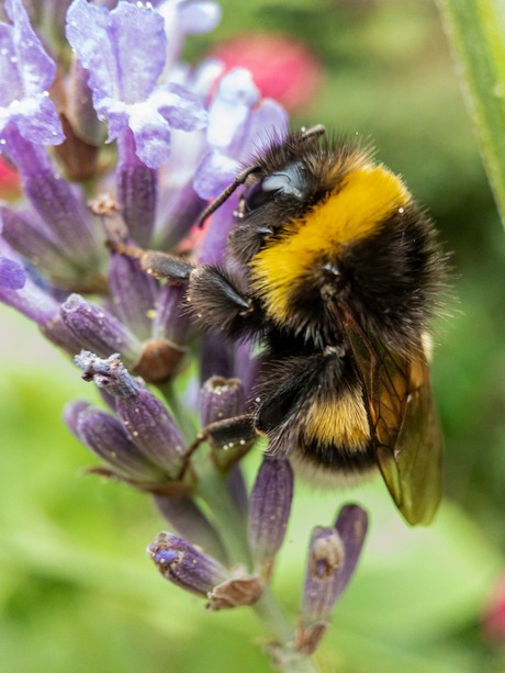 Een luie hommel