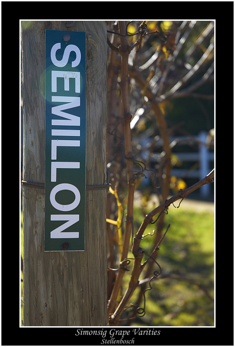 Semillon