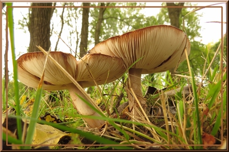 Herfst in het bos