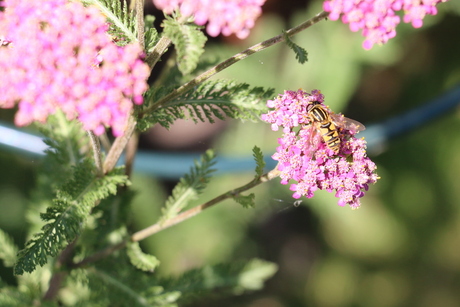 Bij op bloem