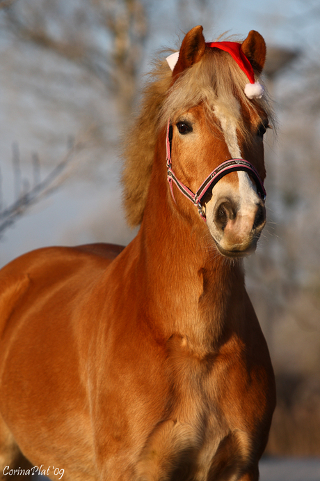 Willy the X-mas pony