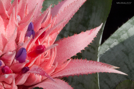 Bromelia macro