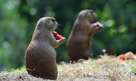 samen lunchen