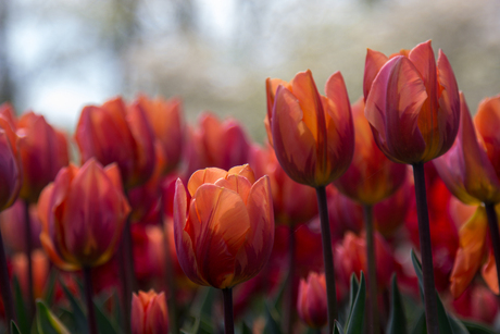 Tulpen