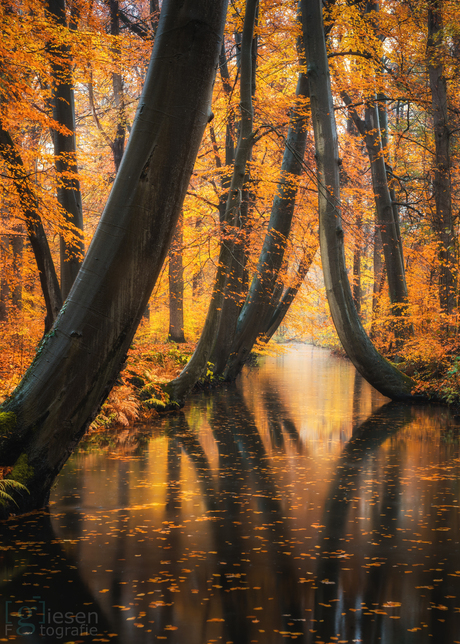 Herfstkleuren in Delden