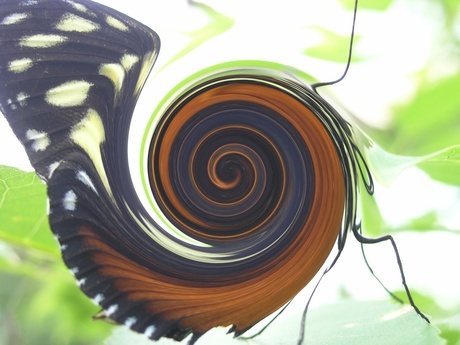 Twister vlinder