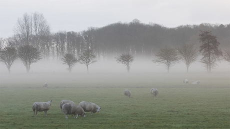 Ochtendmist in Vogelenzang