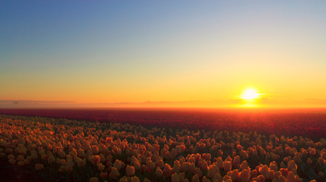 Zonsopkomst het land van tulpen