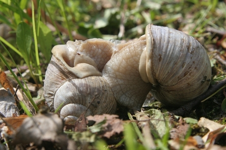 Escargots `a l'amour