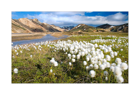 Witte bloemen