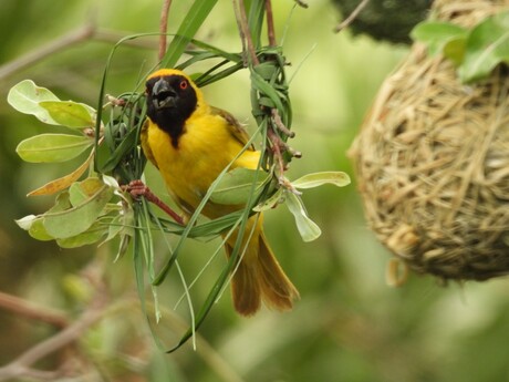 Building nest