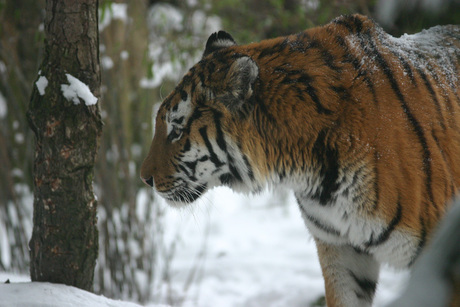 Tijger in de sneeuw (2)