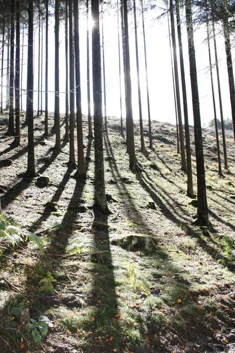 Herfst in de Ardennen