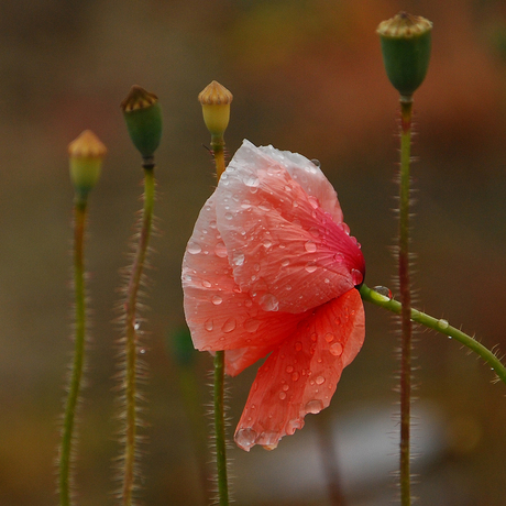 na regen