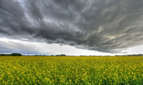 koolzaad veld