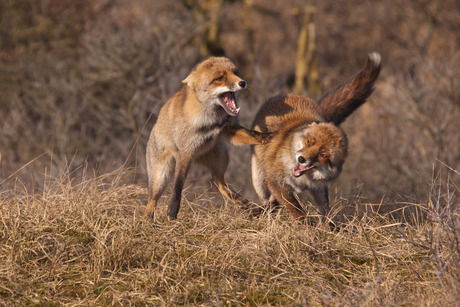Vechtende vossen