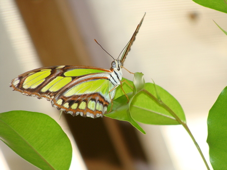 Vlindertuin te Knokke