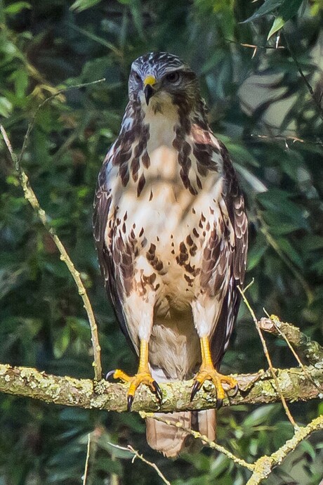 Buizerd gespot in Rhenen