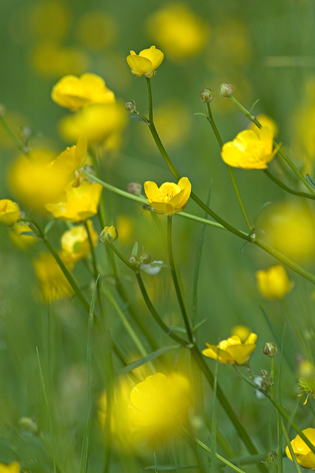 Gele bloemen