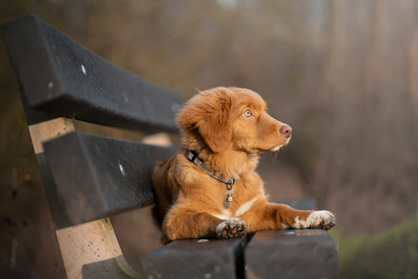 Toller pup 20 weken