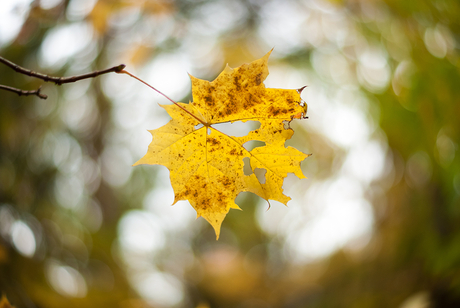 Leaf in the wind